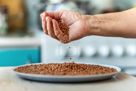 Photo for Buckwheat groats in a plate and in female hands in the background of the kitchen. Falling of grain buckwheat grains on a plate - Royalty Free Image