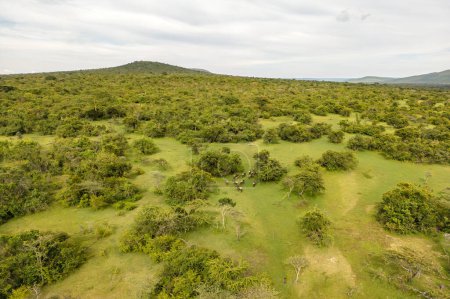 African trees beautiful landscape of Kenya. top view populated forest in Africa