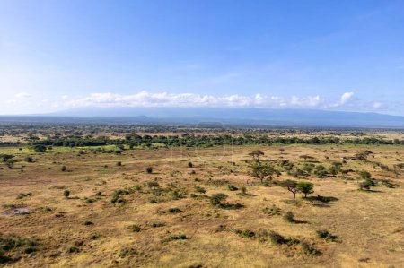 Arbres africains beau paysage du Kenya. vue de dessus forêt peuplée en Afrique