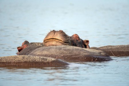 Hippopotamus in Lake Naivasha in Kenya. sleeping hippopotamus heads in the swamp.