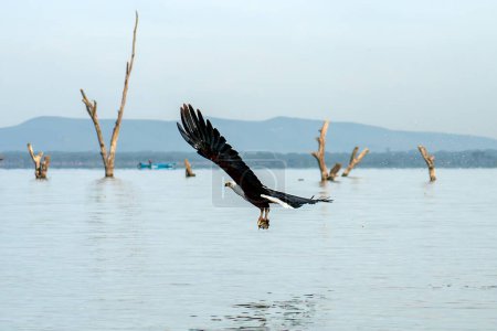 Photo for African fish eagle, Naivasha Lake National Park, Kenya. An eagle is fishing on the lake.. - Royalty Free Image
