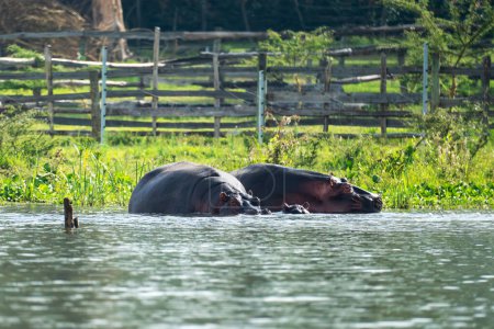 A bloat of hippos basking on Lake Naivasha, Kenya. sleeping hippopotamus heads in the swamp.