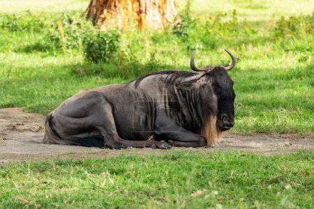 wildebeest, rare specimen found in the southern Africa, shy but at the same time curious to know who is around him