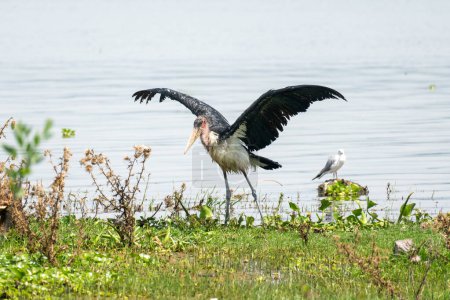 Marabou-Storch, eine Vogelart der Ciconiidae, thront am Naivasha-See in Kenia Afrika