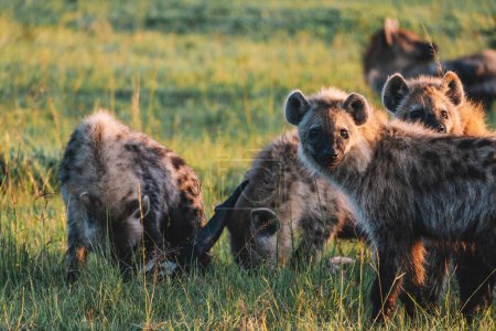 Hyena récupère les restes de proies dans le masai mara. hyènes sur l'herbe verte dans le parc national tôt le matin.
