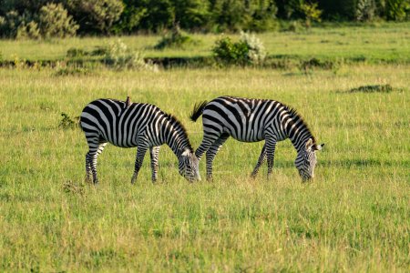 Zebras fressen Gras, afrikanische Safari, Puebla Mexiko