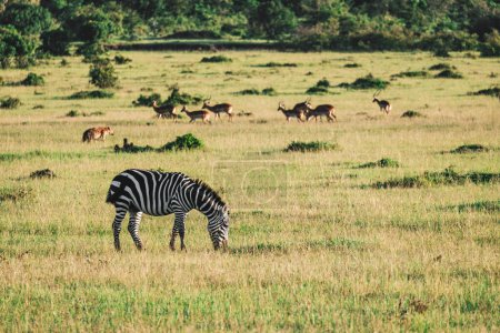 A lot of zebras are eating grass in a field against the background of a green forest.. Samburu National Park, Kenya, Africa