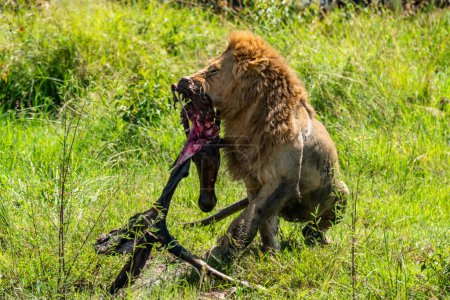 Photo for Lions Feeding - lions eats the prey against backdrop of the savannah, Kenya, Africa. A lion eats an antelope on the green grass. - Royalty Free Image