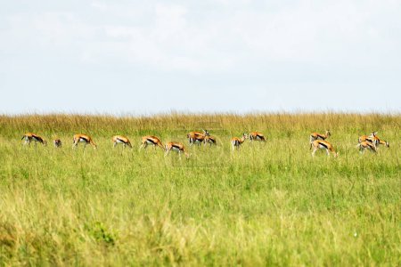Beautiful Impala antelope on savannah. Impala in Tarangire National Park, Tanzania Africa