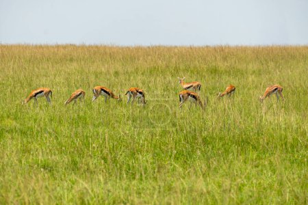 Gruppe weibliche Impala in Massai Mara. Antilopen zieren das hohe grüne Gras.