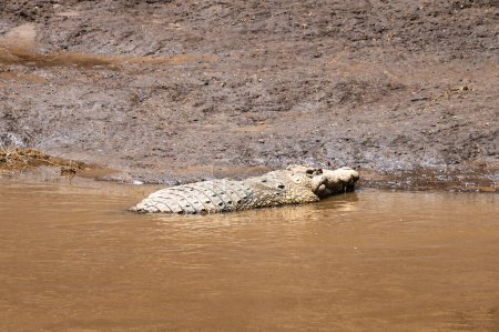 Nile Crocodile moving back into the water