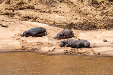 Hippos sleep on the riverbank