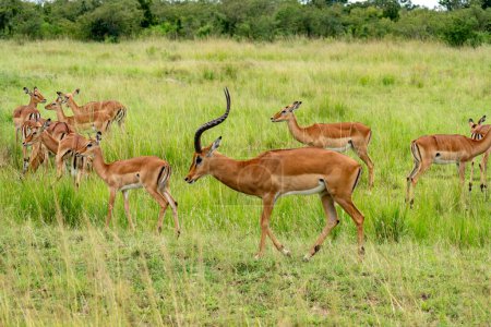 Impala à Massai Mara Kenya, Afrique de l'Est. Regarder des animaux sauvages en safari au Kenya ou en Tanzanie.