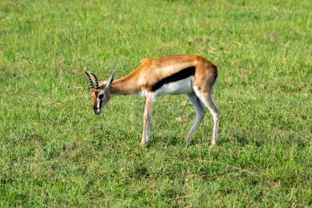 Topi (Damaliscus jimela), An antelope eats grass in a green field of Masai Mara kenya