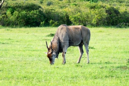 large male eland antelope grazing in the savanna