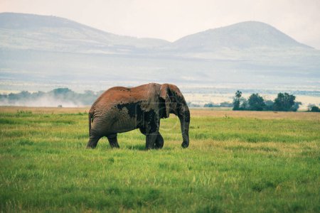 Afrikanischer Elefant streift anmutig durch seinen natürlichen Lebensraum. Der majestätische Elefant, geschmückt mit beeindruckenden Stoßzähnen, erhebt sich gegen