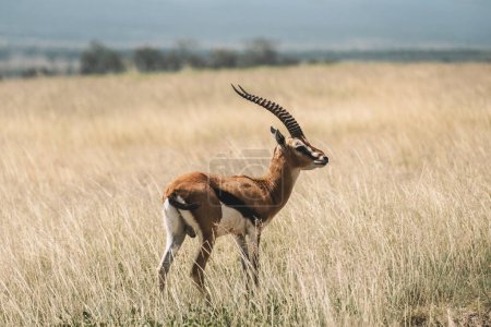 Impala macho (Aepyceros melampus) pastando en sabana seca en el Parque Nacional del Serengeti, Tanzania