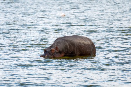 Téléchargez les photos : L'hippopotame est assis dans l'eau bleue. Animaux africains dans la nature. - en image libre de droit