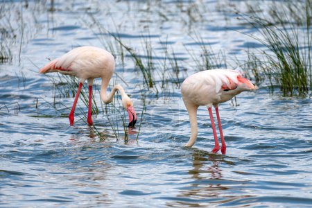 Photo for Africa. Kenya. Lake Nakuru. Flamingo. Flock of flamingos. nature of Kenya Birds of Africa - Royalty Free Image