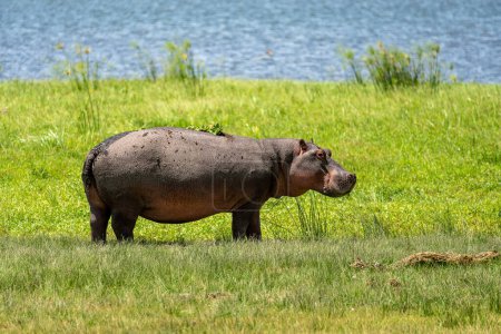 Grazes (come) en la hierba verde. pygmy hippo (Pygmy hippotamus) es un pequeño hipopótamo lindo contra el fondo de la hierba y el lago..