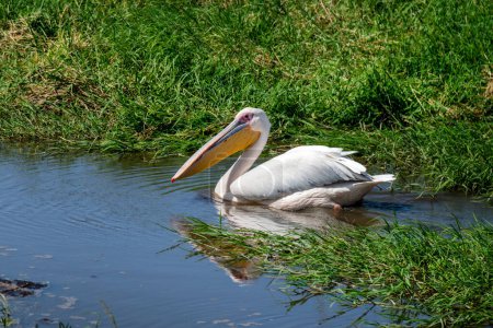 A large white pelican is swimming in the lake. Wild birds and animals of Kenya. African safari.