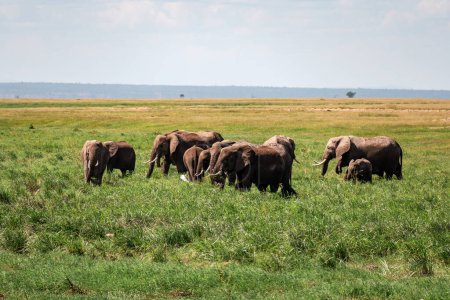 African Elephants walking away in single file line over a dry lake bed in Amboseli National Park in Kenya.