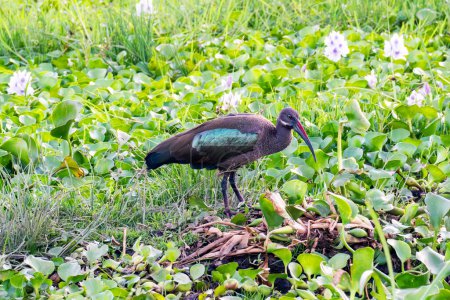 Hadada Ibis foraging on the pond, closeup portrait