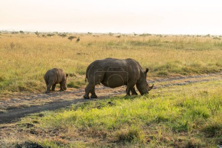 Un rinoceronte bebé sigue a su madre. Los rinocerontes comen hierba seca en el Parque Nacional de Nairobi. Kenia. naturaleza salvaje africana
