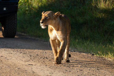 Une lionne se tient devant les voitures sur la route.
