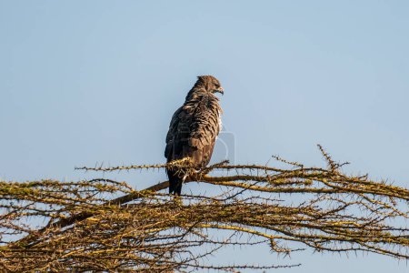 Steppe eagle or Aquila nipalensis perched on tree in natural blue sky background during winter migration at jorbeer conservation reserve bikaner rajasthan india asia
