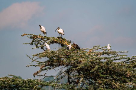African sacred ibis (Threskiornis aethiopicus) is a species of ibis, a wading bird of the Threskiornithidae family.