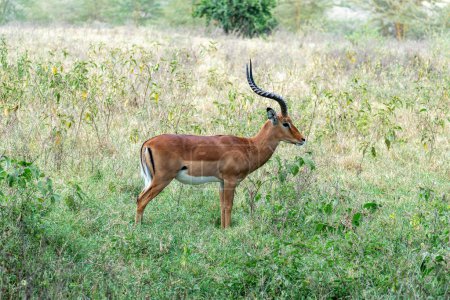 Impala-Herde im grünen Gras des Kruger Parks, Südafrika