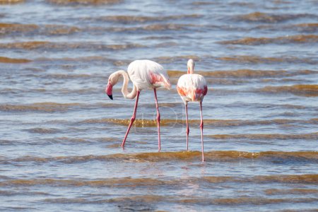 pink Flamingo Bird in Amboseli Kenya Africa. Flamingos are caught standing in the water. African safari