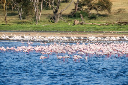Photo for Africa. Kenya. Lake Nakuru. Flamingo. Flock of flamingos. The nature of Kenya. Birds of Africa. - Royalty Free Image