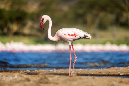 Téléchargez les photos : L'Afrique. Le Kenya. Lac Nakuru. Flamant rose. Troupeau de flamants roses. nature du Kenya Oiseaux d'Afrique - en image libre de droit