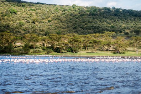 Téléchargez les photos : L'Afrique. Le Kenya. Lac Nakuru. Flamant rose. Troupeau de flamants roses. La nature du Kenya. Oiseaux d'Afrique
. - en image libre de droit