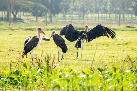 Marabou stork in Lake Naivasha Kenya, big bird wildlife in the water of a big lake in Kenyan land.