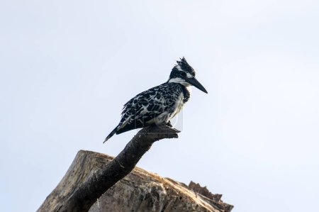 A close-up shot of a lesser piebald kingfisher standing on branch in a blurry background