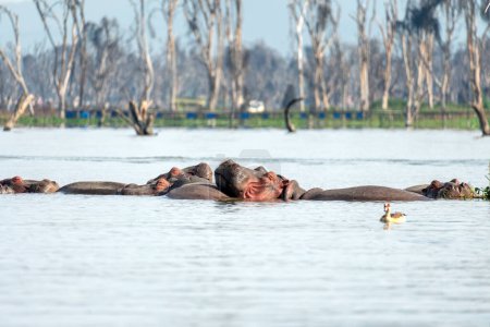 Hippopotamus in Lake Naivasha in Kenya. sleeping hippopotamus heads in the swamp.