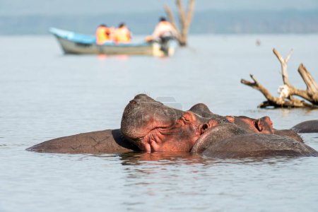 Hipopótamo en el lago Naivasha en Kenia. cabezas de hipopótamo durmiendo en el pantano.