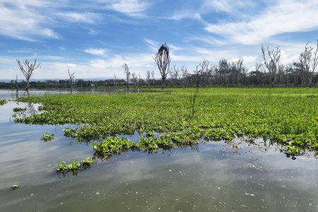 water hyacinth on Lake naivasha