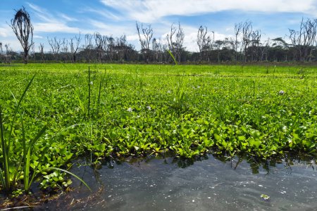 water hyacinth on Lake naivasha