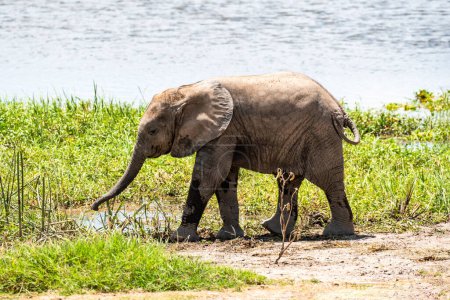 Aufgeregtes afrikanisches Elefantenbaby läuft zu einem Wasserloch