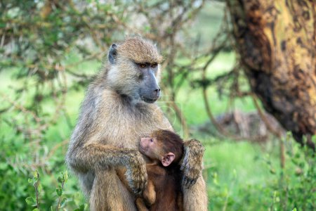 Tender moment unfolds as mother monkey lovingly cradles her precious baby, showcasing a heartwarming bond in the embrace of nature's affection
