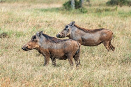 Two young warthogs grazing. Wild African wild boars on more