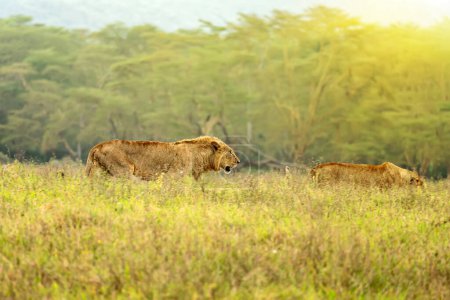Löwen gehen durch das Gras, während die Sonne in Botswana aufgeht