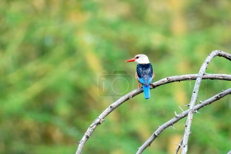 Grey-headed kingfisher Halcyon leucocephala in its natural habitat. A gray-headed alcyone sits on a tree branch on a green background of foliage.