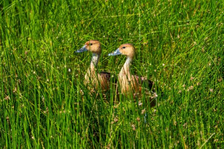 Male and female of ducks In the green grass. Dendrocygna bicolor. Red whistling duck or red wood duck