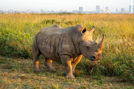 Photo for Rhino early in the morning in Nairobi National Park, Kenya. A rhinoceros walks along the road against the backdrop of the city of Nairobi. - Royalty Free Image