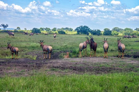 Téléchargez les photos : Un mâle d'impala à face noire (Aepyceros melampus petersi) reste à l'herbe sèche et attend avec impatience, Parc national d'Etosha, Namibie, Afrique - en image libre de droit
